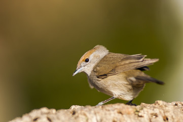 Eurasian Blackcap (sylvia atricapilla), female, portrait 
