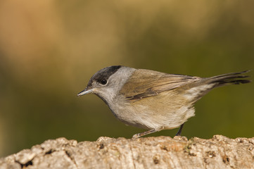 Eurasian blackcap (Sylvia atricapilla) male, standing, portrait