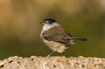 Eurasian blackcap (Sylvia atricapilla) male, standing, portrait