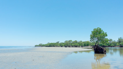 Gonda mangrove park at west sulawesi