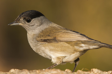 Eurasian blackcap (Sylvia atricapilla) male, standing, portrait