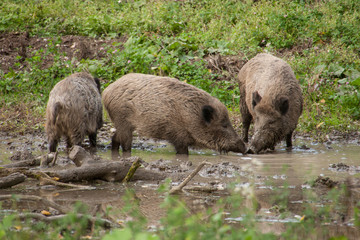 Drei Wildschweine am Wasserloch