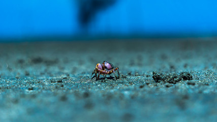 Small crab walk alone in beach