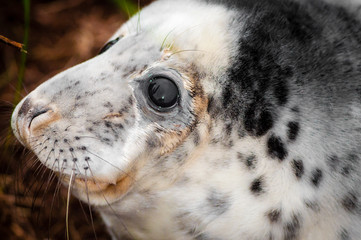 Portrait of baby seal lying on the beach at Donna Nook Seal Colony, UK