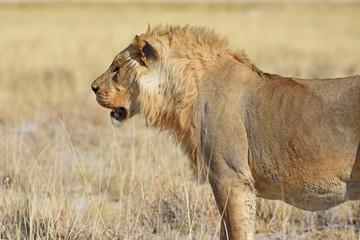Löwenmännchen (panthera leo) im Etosha Nationalpark in Namibia