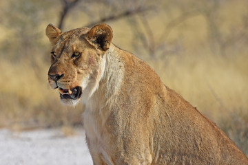 Fototapeta na wymiar Löwenweibchen (panthera leo) im Etosha Nationalpark in Namibia
