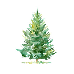 Spruce tree.Coniferous forest.Watercolor hand drawn illustration.White background.