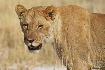 Löwenweibchen  (panthera leo) im Etosha Nationalpark (Namibia)