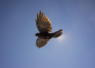 Alpine Chough flying in sunshien