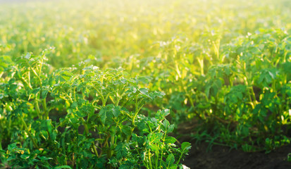Potato plantations grow in the field. fresh healthy organic vegetables. farmlands agriculture.