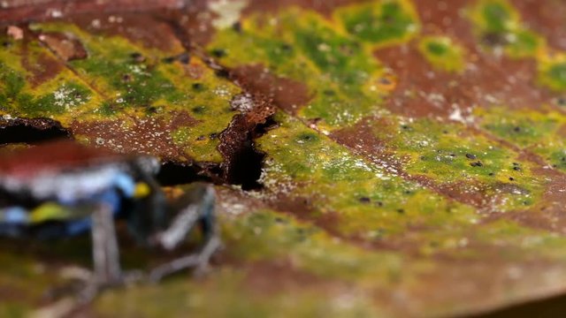 Ecuadorian Poison Frog (Ameerega bilinguis) jumps in slow motion on the rainforest floor in Ecuador. 