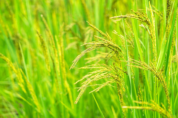 Organic paddy rice. Close up of rice ear on plantation in the morning background.