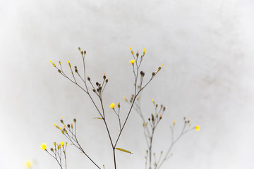 Yellow Buds Growing Through On Concrete Wall