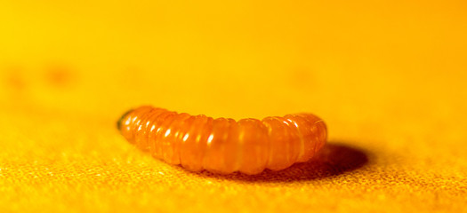 Larvae