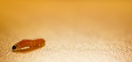 Larvae
