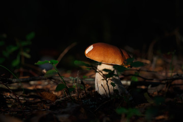Boletus in the dark forest. The sun shines on the mushroom