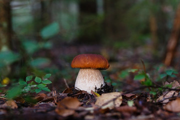 The boletus in the fallen leaves Mushroom in the center of the frame. The forest background is blurred