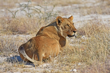Löwenweibchen  (panthera leo) im Etosha Nationalpark (Namibia)