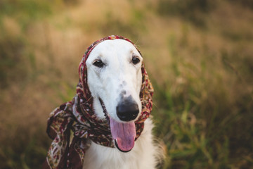 Close-up Portrait of gorgeous russian borzoi dog in the scarf a la russe on her head in the field.