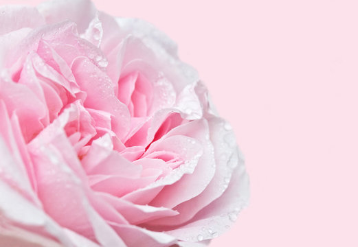 Soft Focus Rose with space for text ideal for a greeting card