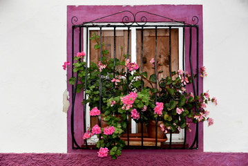 window with flowers in classical facade
