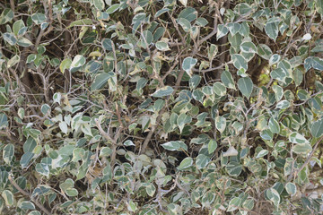 Plexus twigs and leaves of trimmed bush as nature background.