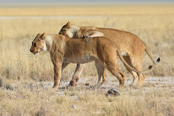 Naklejka na ściany i meble Löwinnen durchstreifen die Savanne im Etosha Nationalpark in Namibia