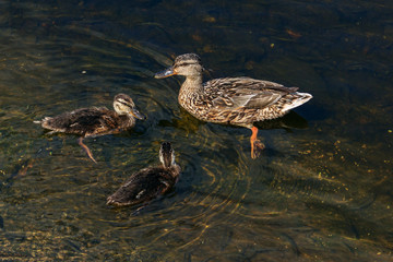Duck swims with ducklings