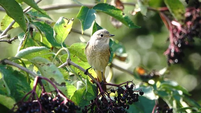 bird of the genus  sits on the elderberry bushes in the forest.