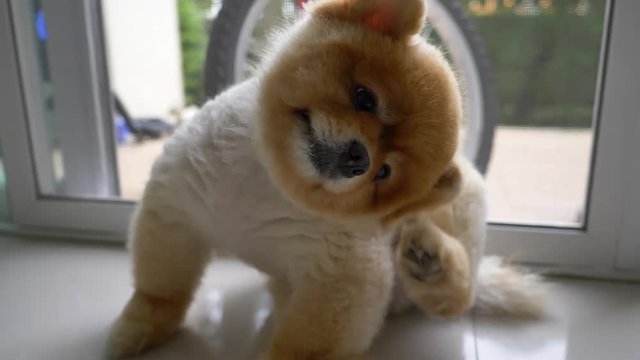 slow motion, cute pomeranian dog scratching head