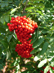 Cluster of a rowan in the autumn