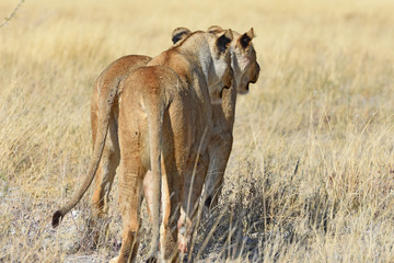 Löwinnen durchstreifen die Savanne im Etosha Nationalpark in Namibia
