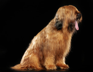 Berger de Brie, Briard Dog on Isolated Black Background in studio