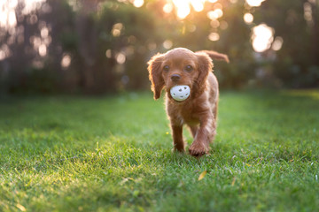 Happy puppy playing with ball © AnnaFotyma