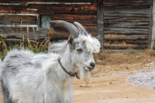 photo cute rustic goat from close range