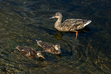 Duck swims with ducklings