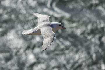 Northern fulmar in flight in Aberdour, Fife Scotland