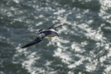 Northern fulmar in flight in Aberdour, Fife Scotland