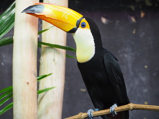 Photography of a toco toucan (scientific name: Ramphastos toco) on a tree branch