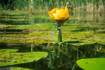 6 Libellen bei der Paarung am See