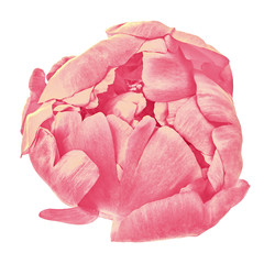 flower pink (salmon) peony isolated on a white  background. Close-up. Nature.