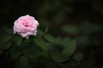 花 バラ スーヴニール・ドゥ・ラ・マルメゾン