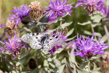 Parnassius apollo butterfly