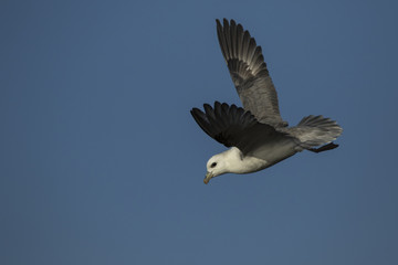 Northern fulmar in flight over water in Aberdour, Fife Scotland in Aberdour, Fife Scotland