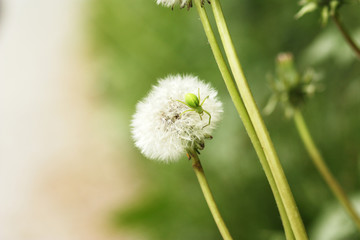 Pusteblume