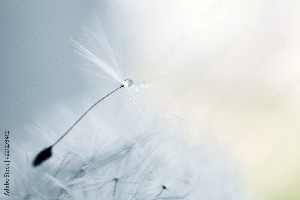 Wall mural a drop of water on a dandelion.dandelion seed on a blue background with copy space close-up
