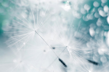 a drop of water on a dandelion. dandelion on a blue background with  copy space close-up © stopabox