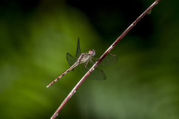 dragonfly is an insect belonging to the order Odonata, infraorder Anisoptera