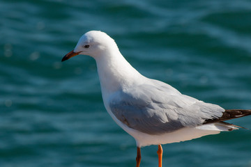 Seagull 2