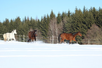 Plakat Horses in the snow